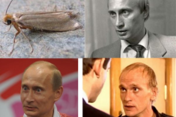 Замена кракена сайта